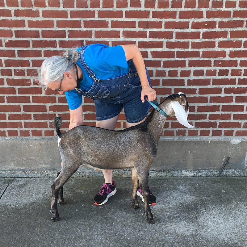 Marsha preparing a goat for Missouri State Fair